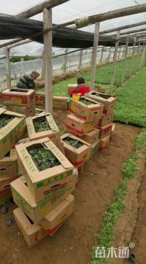 高度15厘米委陵菜