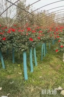 10公分树状月季