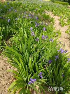 高度30厘米玫瑰鸢尾兰