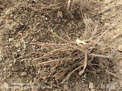 高度40厘米四季玫瑰