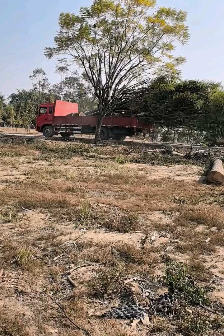 15公分凤凰木