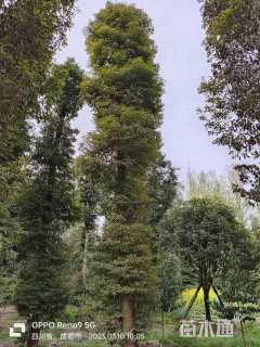 30公分金丝楠木