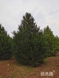 高度450厘米白皮松