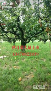 8公分梨树