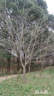 17公分日本早樱