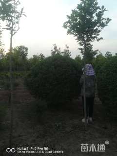 冠幅220厘米小叶女贞球