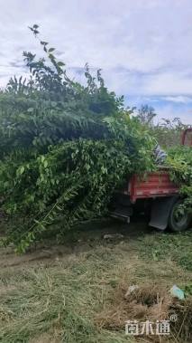 高度180厘米丛生蜡梅