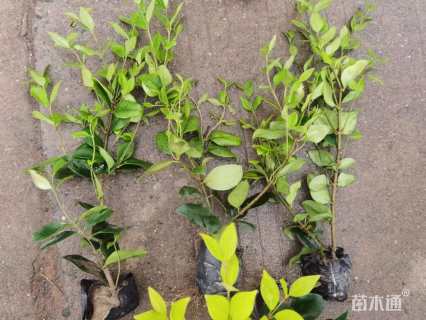 高度40厘米金森女贞