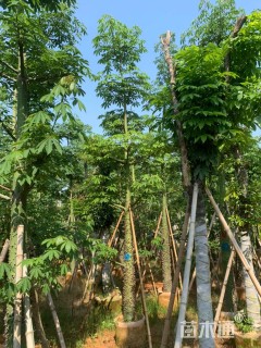 15公分美丽异木棉