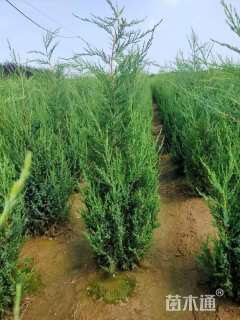 高度500厘米塔柏