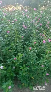 高度200厘米木槿