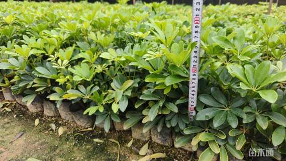 高度25厘米鸭脚木