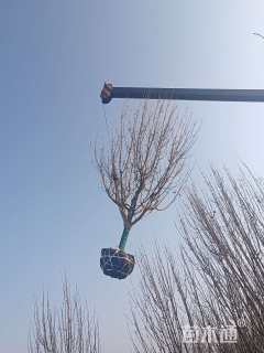 10公分八棱海棠