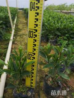 高度20厘米非洲茉莉