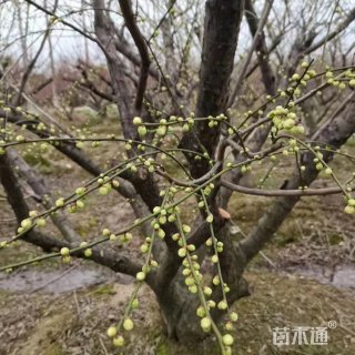 10公分梅花