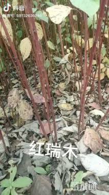 高度60厘米偃伏梾木