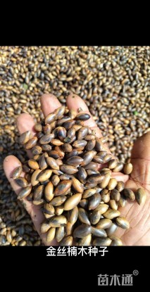 金丝楠种子