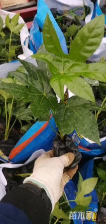 高度25厘米八角金盘