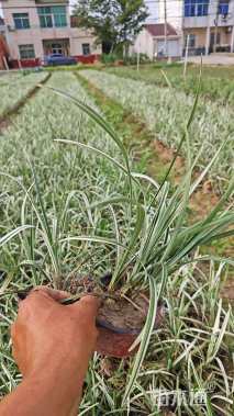 高度20厘米沿阶草