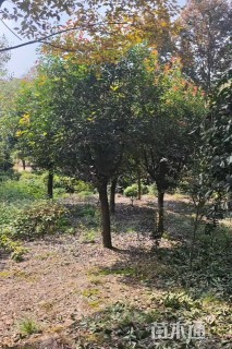 8公分红叶石楠