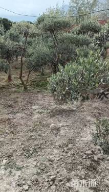 10公分油橄榄
