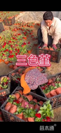 高度15厘米三色堇