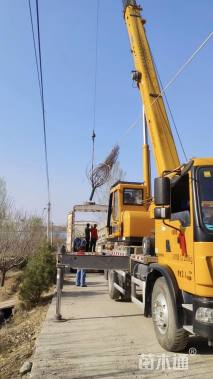 12.1公分西府海棠