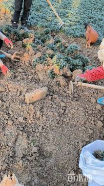 高度12厘米矮小沿阶草