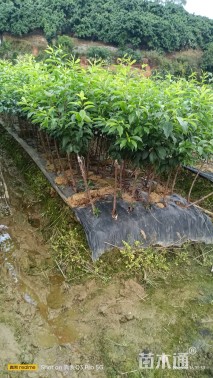 1公分三华李