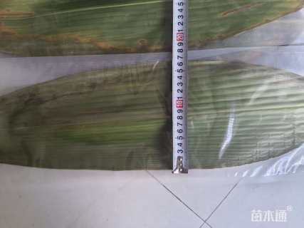 大杯苗阔叶箬竹