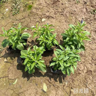 高度10厘米鼠尾草