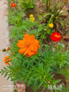 高度20厘米硫华菊