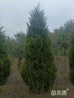 高度300厘米塔柏