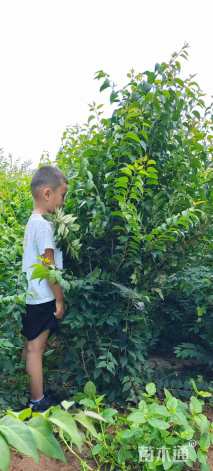 高度150厘米丛生紫荆