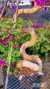 高度180厘米三角梅