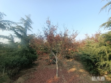 12公分美国红枫