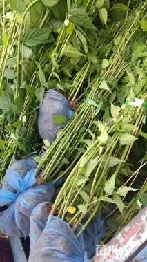 高度60厘米棣棠