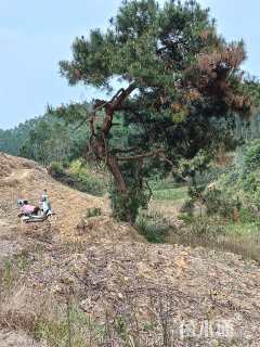 100公分造型油松