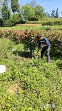 冠幅120厘米红叶石楠球