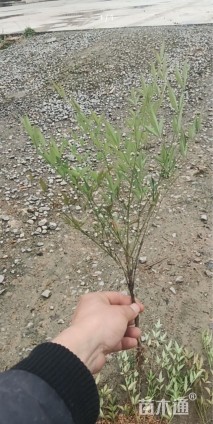 高度30厘米南天竹小苗