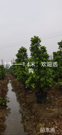 4公分火山榕