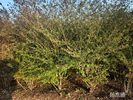 冠幅120厘米小叶女贞球