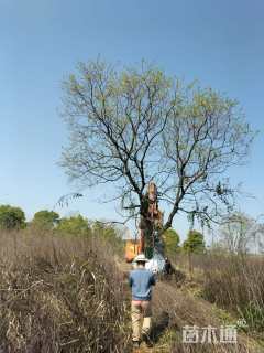 35公分(1杆)丛生香樟