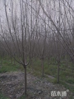 10公分北美海棠