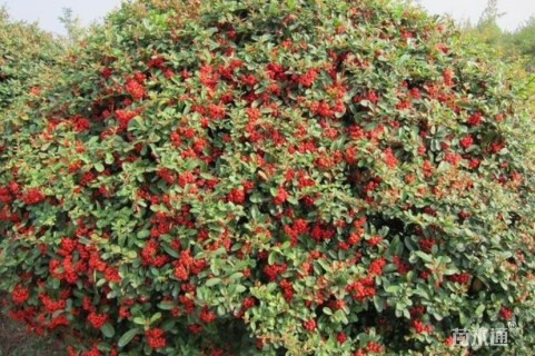 冠幅120厘米火棘球