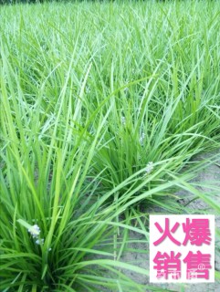 高度15厘米麦冬