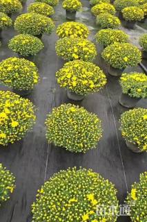 高度25厘米球菊