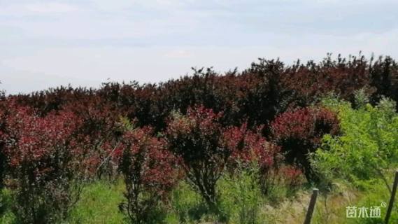 高度80厘米密枝红叶李