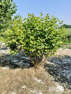 高度200厘米丛生紫丁香