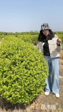 冠幅120厘米金叶女贞球